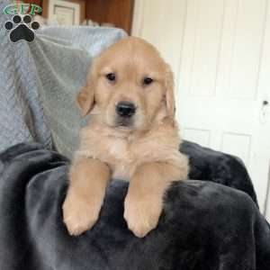 Rheanna, Golden Retriever Puppy